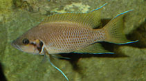 Image of Neolamprologus helianthus 