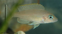 Image of Neolamprologus leloupi 