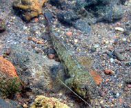 Image of Nematogobius maindroni 