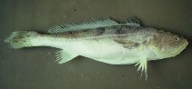 Image of Nebris microps (Smalleye croaker)