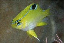 Image of Neoglyphidodon mitratus (Eastern barhead damselfish)