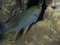 Image of Neopomacentrus nemurus (Coral demoiselle)