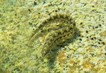 Image of Neozoarces pulcher (Tape blenny)