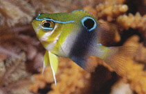 Image of Neoglyphidodon thoracotaeniatus (Barhead damsel)