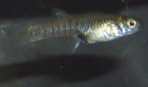 Image of Neoheterandria tridentiger (Nail toothcarp)