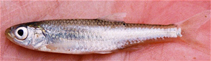 Image of Notropis amabilis (Texas shiner)