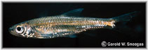 Image of Miniellus boops (Bigeye shiner)