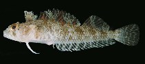 Image of Norfolkia brachylepis (Tropical scaly-headed triplefin)