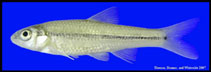 Image of Notropis braytoni (Tamaulipas shiner)