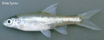 Image of Notropis buchanani (Ghost shiner)