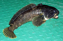 Image of Notothenia coriiceps (Black rockcod)