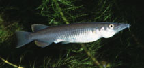 Image of Nomorhamphus ebrardtii 