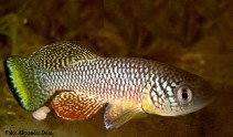 Image of Nothobranchius furzeri (Turquoise killifish)