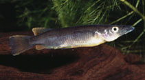 Image of Nomorhamphus hageni 