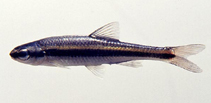 Image of Pteronotropis harperi (Redeye chub)