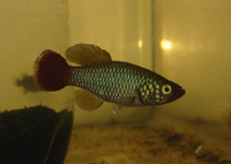 Image of Nothobranchius hengstleri 