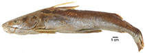 Image of Notarius insculptus 