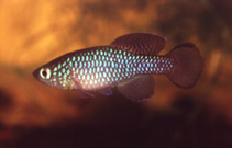 Image of Nothobranchius krammeri 