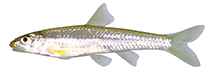 Image of Notropis longirostris (Longnose shiner)