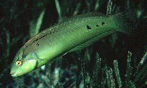 Image of Novaculoides macrolepidotus (Seagrass wrasse)