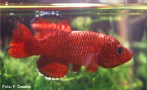 Image of Nothobranchius orthonotus (Spotted killifish)