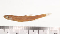 Image of Notropis ozarcanus (Ozark shiner)