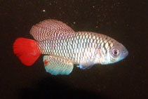 Image of Nothobranchius patrizii (Blue notho)