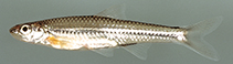 Image of Miniellus procne (Swallowtail shiner)