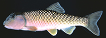 Image of Nocomis raneyi (Bull chub)