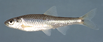 Image of Miniellus scabriceps (New River shiner)