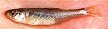 Image of Notropis semperasper (Roughhead shiner)