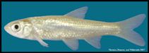 Image of Notropis shumardi (Silverband shiner)