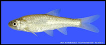 Image of Notropis simus (Bluntnose shiner)