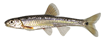 Image of Notropis spectrunculus (Mirror shiner)