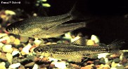 Image of Miniellus stramineus (Sand shiner)