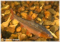 Image of Miniellus topeka (Topeka shiner)