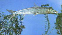 Image of Ochetobius elongatus 