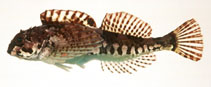 Image of Ocynectes maschalis 