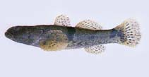 Image of Odontobutis platycephala 