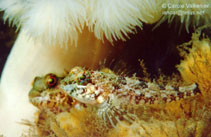 Image of Artedius harringtoni (Scalyhead sculpin)