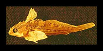 Image of Oligocottus snyderi (Fluffy sculpin)