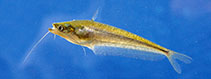 Image of Ompok ceylonensis (Dryzone butter catfish)