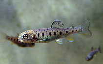 Image of Oncorhynchus mykiss (Rainbow trout)