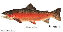 Image of Oncorhynchus mykiss (Rainbow trout)