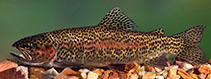 Image of Oncorhynchus mykiss (Rainbow trout)