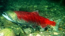 Image of Oncorhynchus nerka (Sockeye salmon)