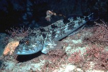 Image of Ophiodon elongatus (Lingcod)