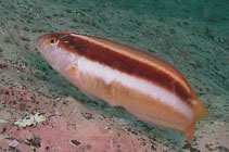 Image of Ophthalmolepis lineolata (Maori wrasse)