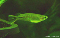 Image of Oryzias celebensis (Celebes medaka)