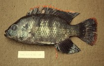 Image of Oreochromis macrochir (Longfin tilapia)